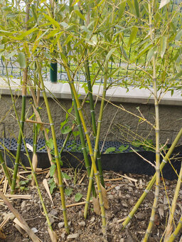 Obří mrazuvzdorný bambus phyllostachys, Vsetín - 13