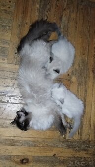 Ragdoll koťátka bez PP - 13