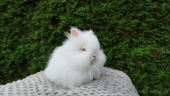 Zakrslý králík, králíček -(TEDDY)-ONDŘEJ - 13