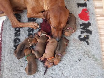 Rhodesky Ridgeback - 13