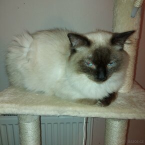 Ragdoll kocur na krytie - 13