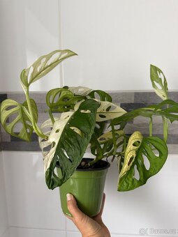 Monstera Adansonii Japanese Tricolor - 13