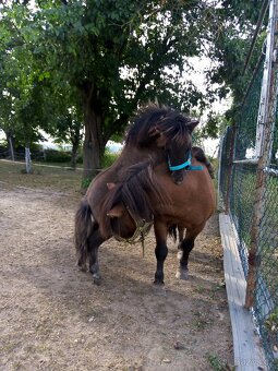 Shetland pony s pp - 13