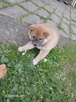 Shiba-Inu   - štěňata - 13