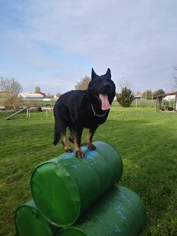 Nemecký ovčiak - 13