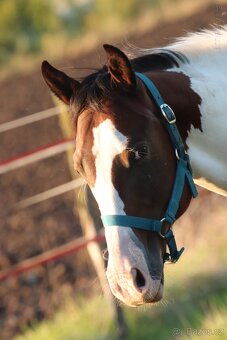 Hřebečci,Valášek American Paint Horse - 13