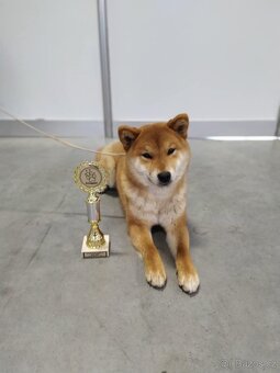 Shiba inu s PP - 13