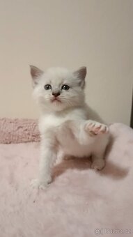 Koťátka Ragdoll - vánoční překvapení - již rezervována - 13