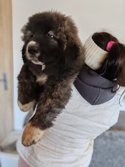 Kavkazský pastevecký pes s PP - 13