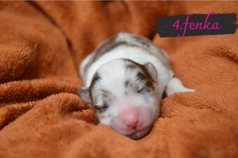 BORDER COLLIE - 13