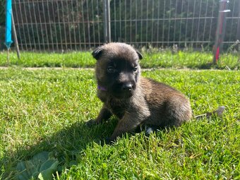 Belgický ovčák - malinois s PP - 13