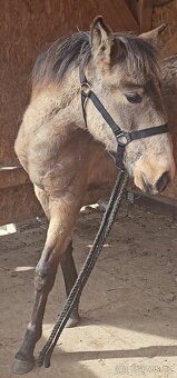 TOP klisnička PSL - 13