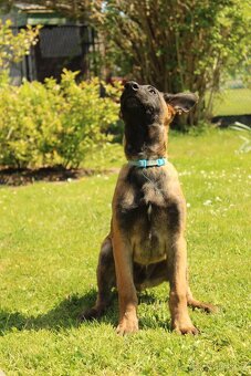 Belgický ovčák malinois - 13