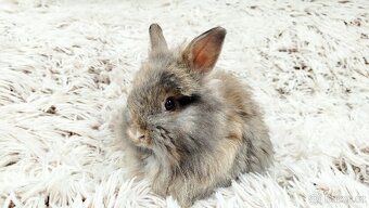 Zakrslý králík, králíček - HARRY - 13