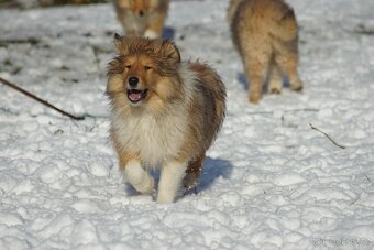 KOLIE DLOUHOSRSTA ZLATA - 13