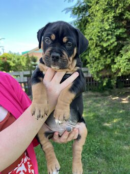 AMERICAN BULLY XL s PP - 13