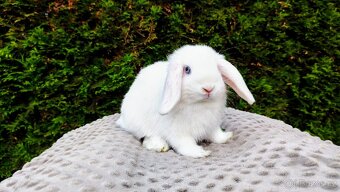 Zakrslý beránek, králíček, králík - TYMIÁN - 13