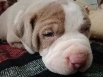 American Bully pocket size POCKET/STANDARD - 13