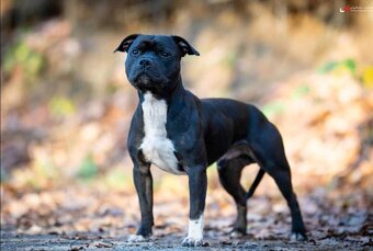 Asterix Black Aku tamariki bohemia, Brigh Boiaimon,Blue Pret - 13