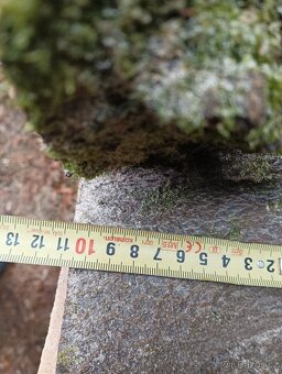 Koláče z tvrdého dřeva, Habr Buk - 13