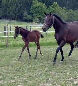 Nadějný drezurní hřebeček po odstavu Toto Gold/Glamourdale - 13