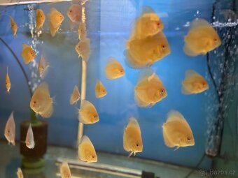 Terčovec Discus - 13