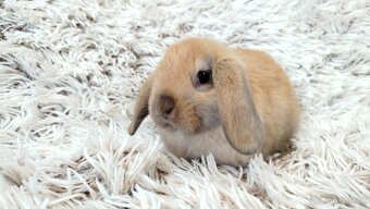 Zakrslý beránek, králíček, králík - JIJI - 13