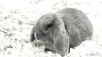 Zakrslý beránek, králíček, králík - BONNY - 13