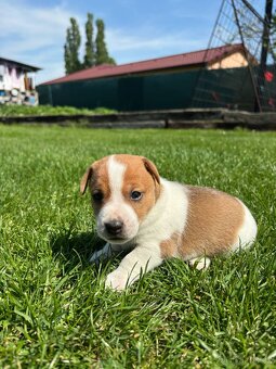 Jack russel teriér - 13