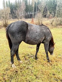 Quarter horse hřebec 2 roky - 13