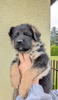 Nemecky ovcak kratkosrsty - 13