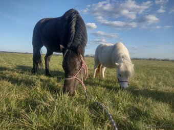 Wpbr/QH pony 9 let - 13