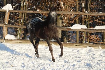 Black Pintaloosa SND Maxie - 13