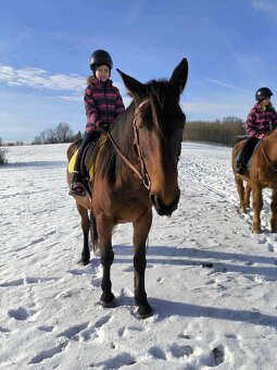 Welsh part Bred - 13