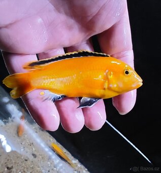 Malawi Tlamovci - 13