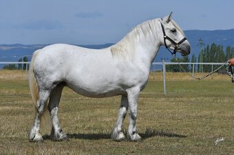 Fellský pony - top klisna - 13