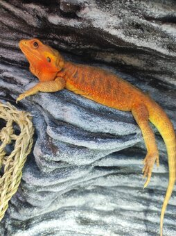 3x Agama vousatá, 3x terárium, 3x box s Blaptica dubia - 13