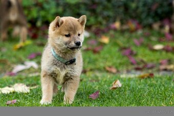 Shiba inu s PP - 13