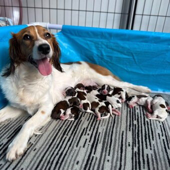 Šteňátka Kooikerhondje – Holandský vábič kačiek - 13