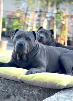 🐾 Americký stafordšírský teriér – modrá štěňátka - 13
