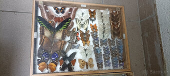 Prodám velikou sbírku motýlů - 13