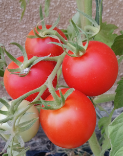 SADBA ZELENINY RAJČE, PAPRIKA, OKURKA, CUKETA.. – LZE POSLAT - 13