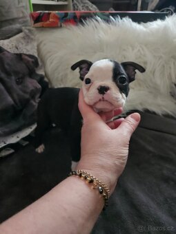 Bostonský teriér - 13