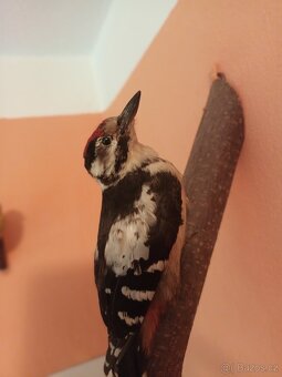 Vycpaná zvířata - 13