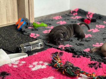 American Bully pocket - 13