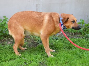 Bernarda – opatrná, citlivá fena, která potřebuje trpělivou - 13