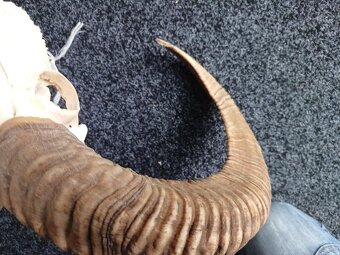 Muflon trofej (rohy; toulce) 70 cm - 13