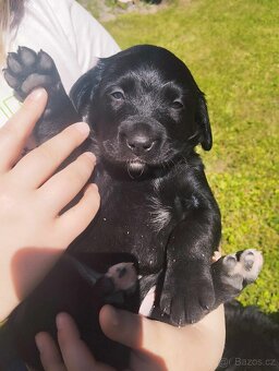 Bernský salašnický X labrador - 13