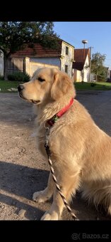 Štěňata Zlatý retrívr - 13