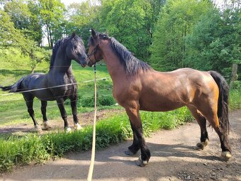 Welsh cob připouštění - 13